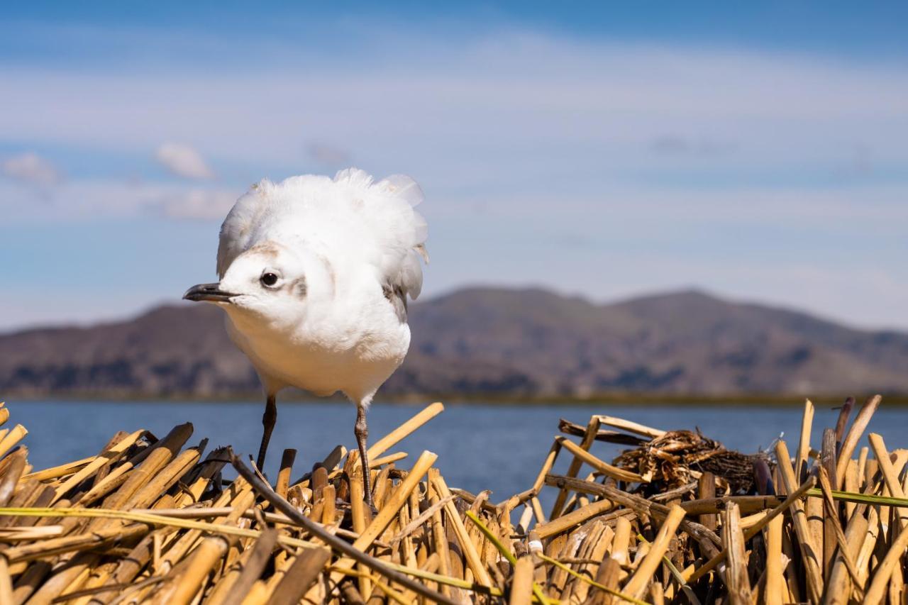 Titicaca Flamenco Lodge Пуно Экстерьер фото